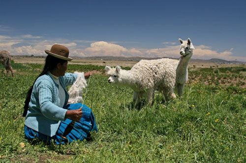 About Alpaca with woman from alpaca handmade